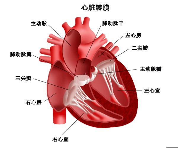 12种生活好习惯让你远离心脏病